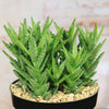 Aloe Juvenna