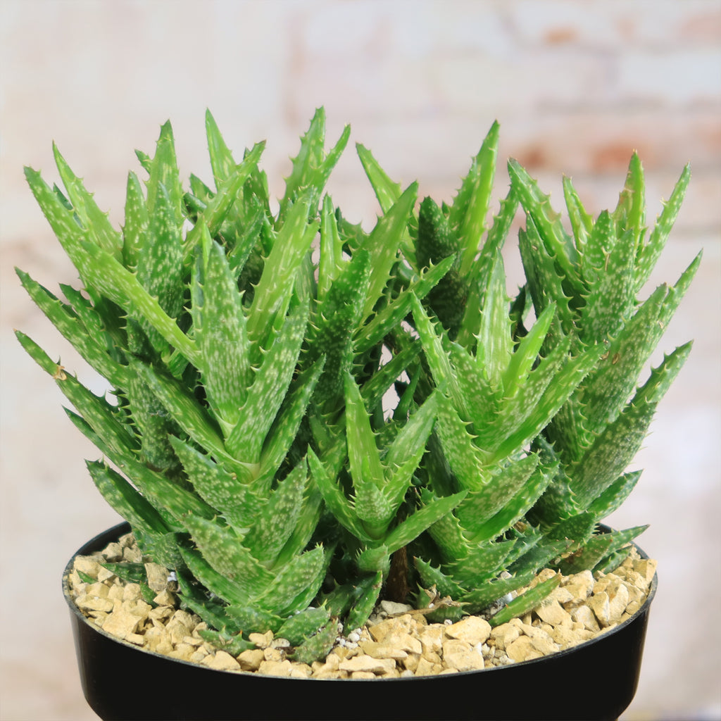 Aloe juvenna