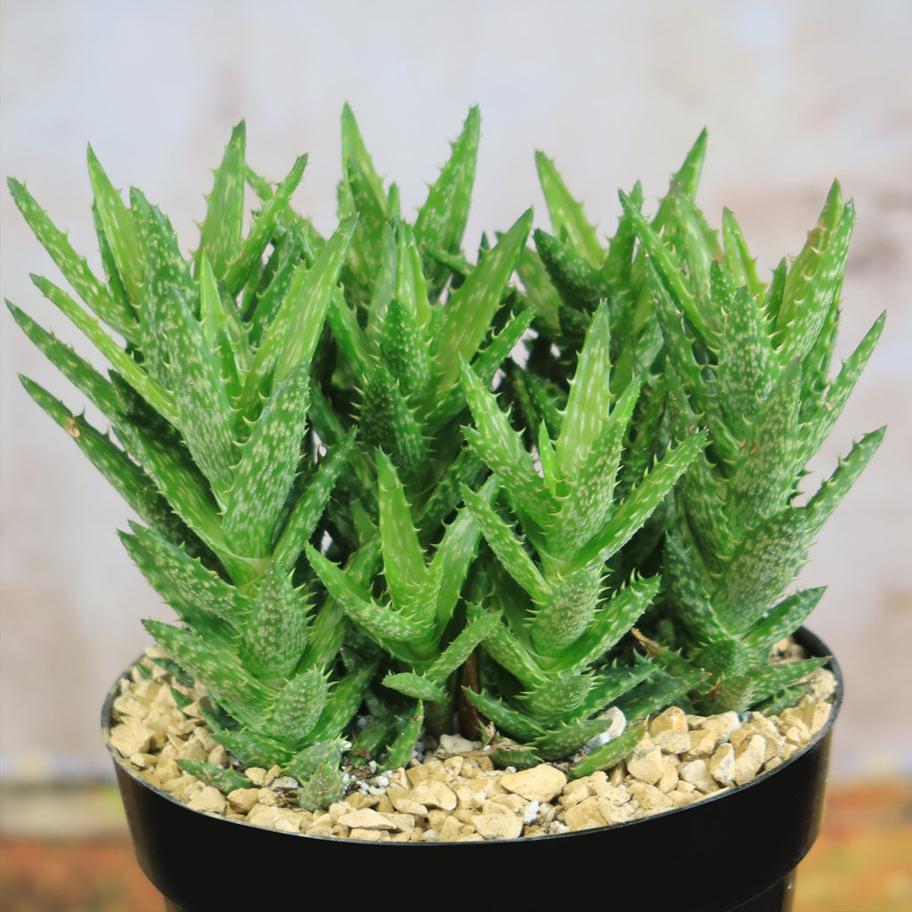 Aloe juvenna