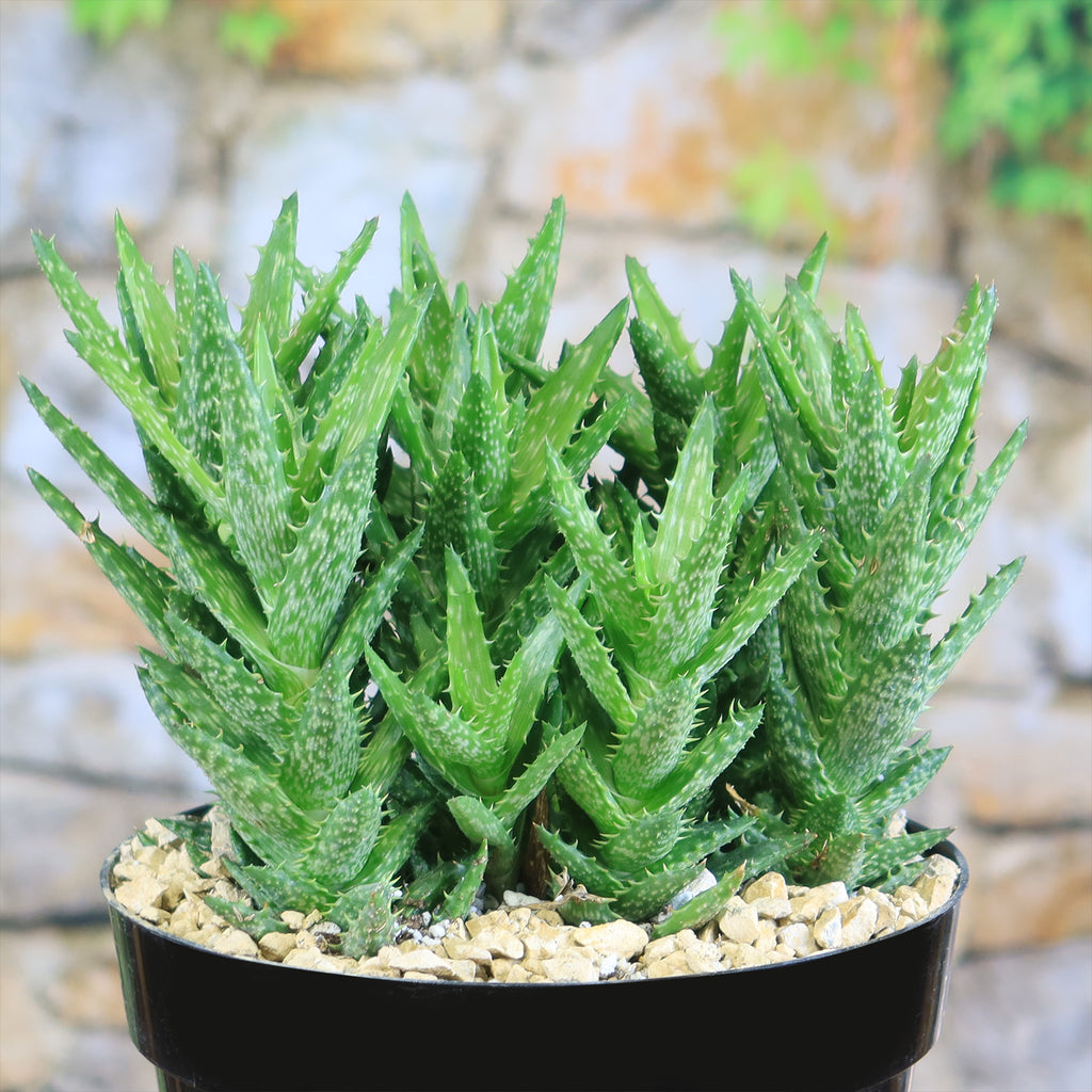 Aloe juvenna
