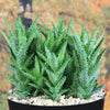 Aloe Juvenna