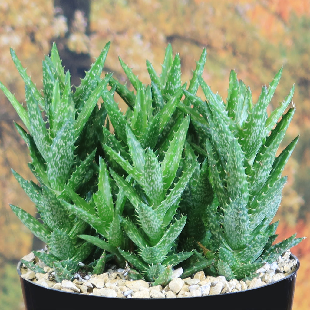 Aloe juvenna