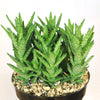 Aloe Juvenna