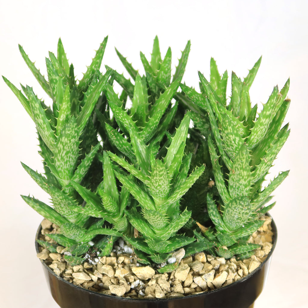 Aloe juvenna