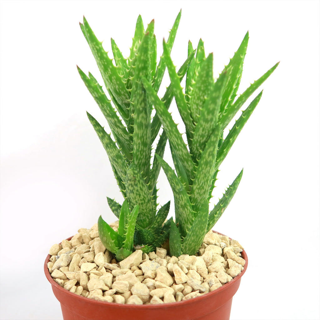 Aloe juvenna