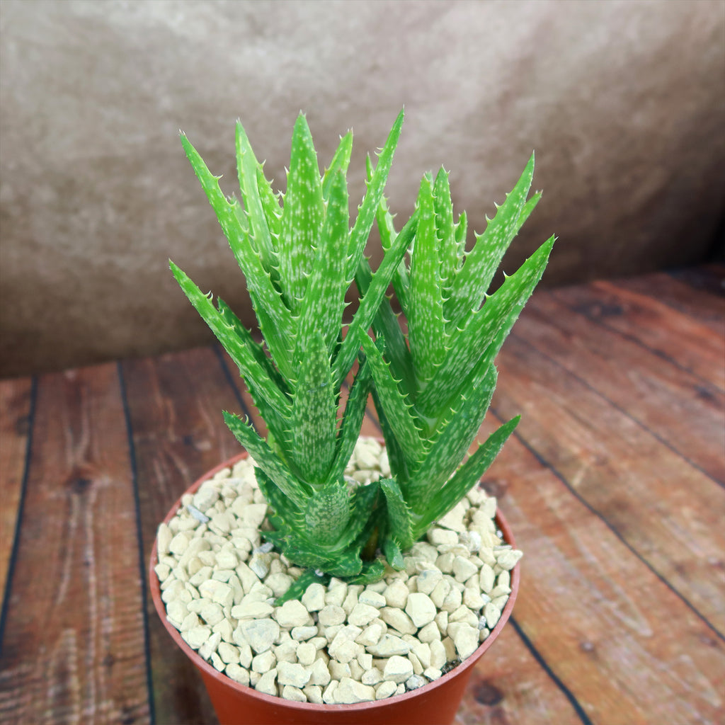 Aloe juvenna