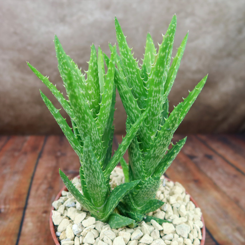 Aloe juvenna