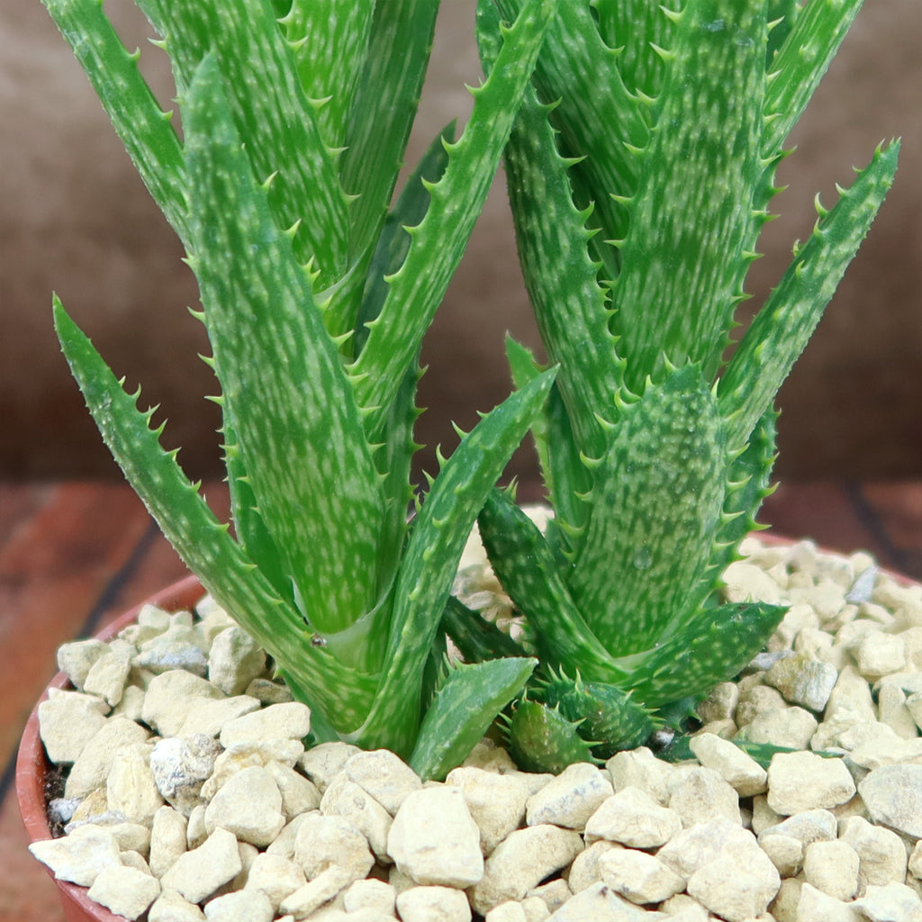 Aloe juvenna