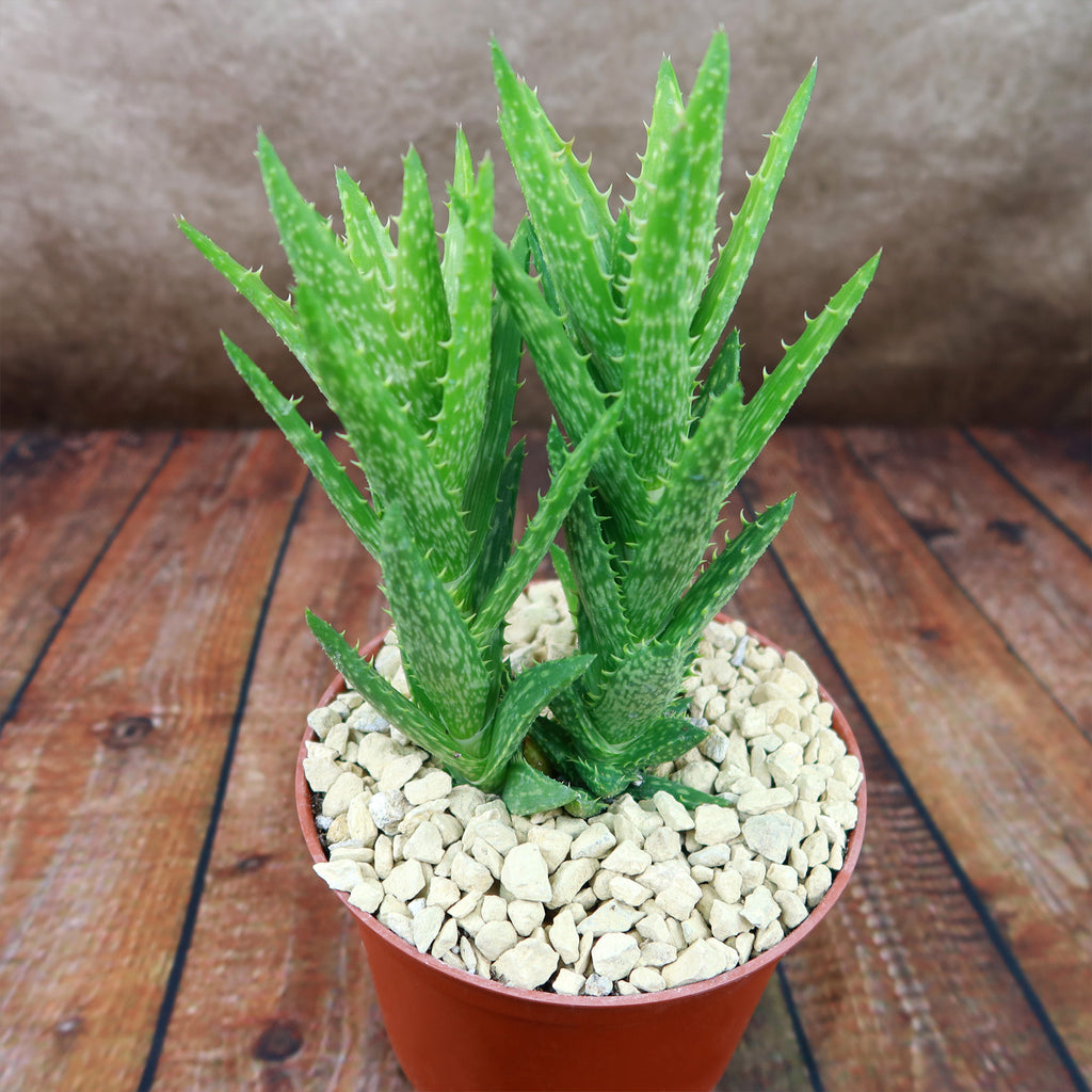 Aloe juvenna