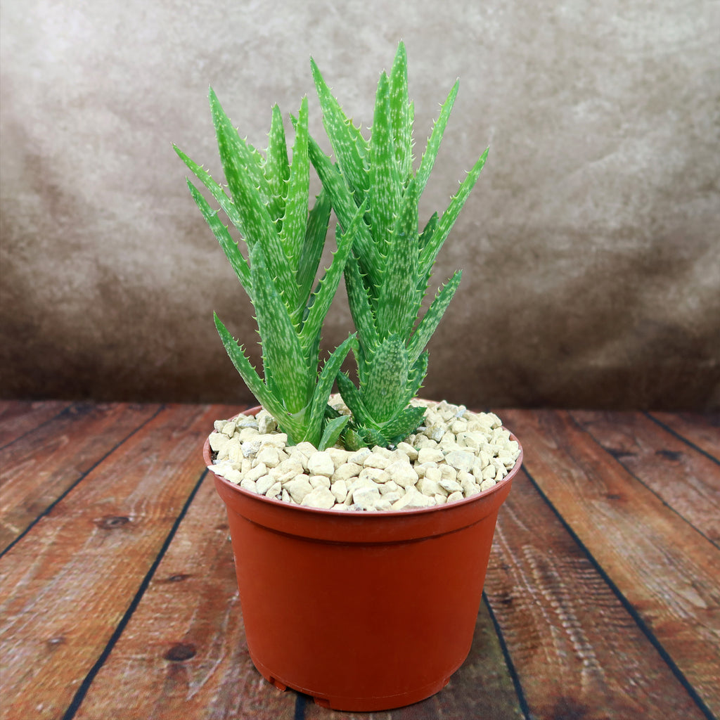 Aloe juvenna