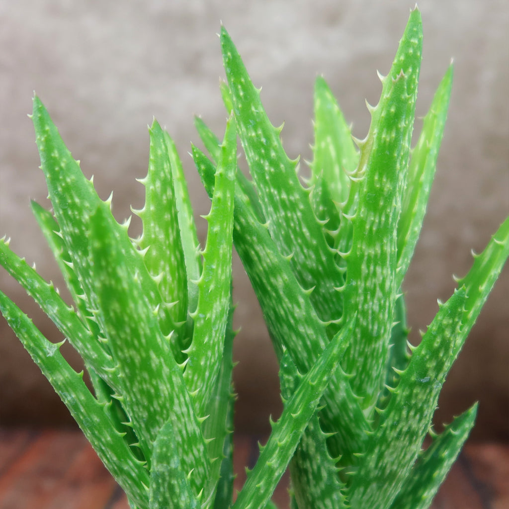 Aloe juvenna