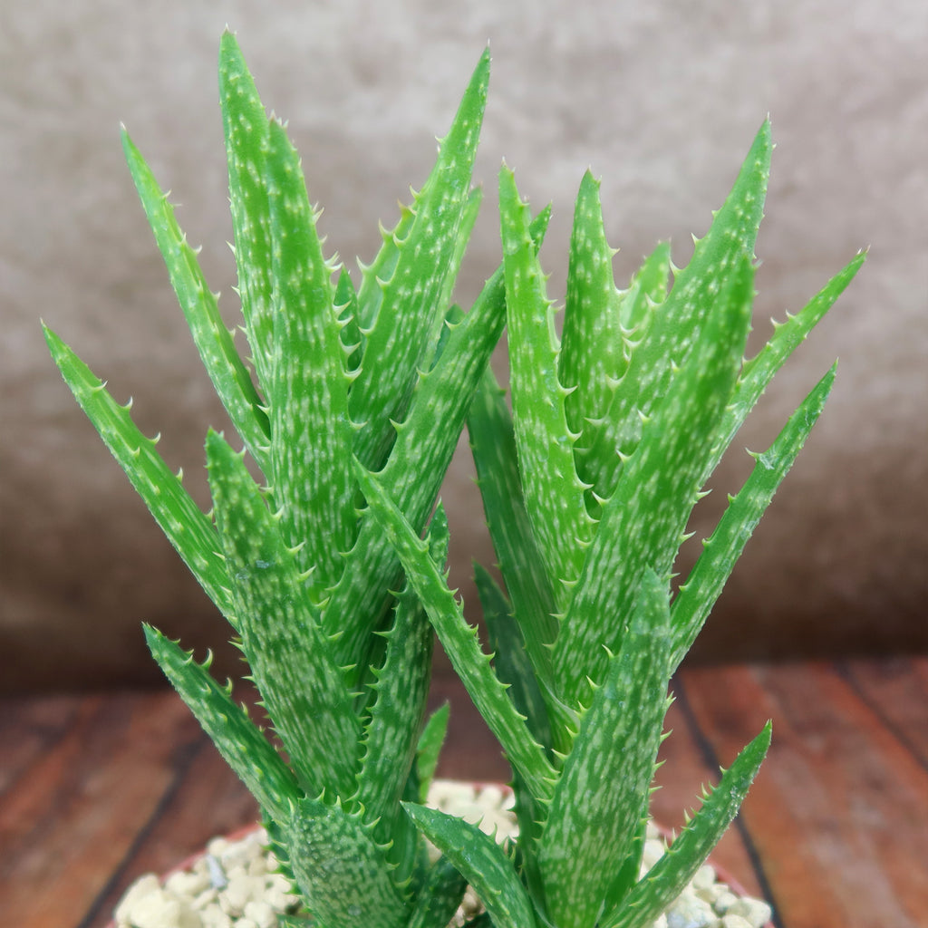 Aloe juvenna