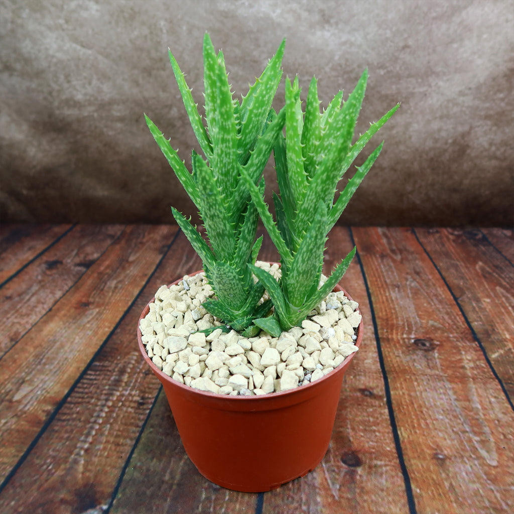 Aloe juvenna