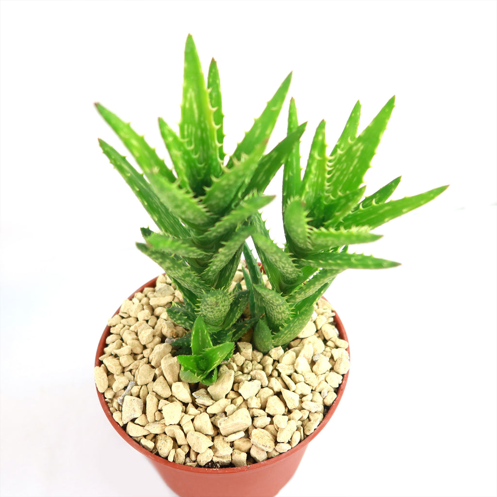 Aloe juvenna