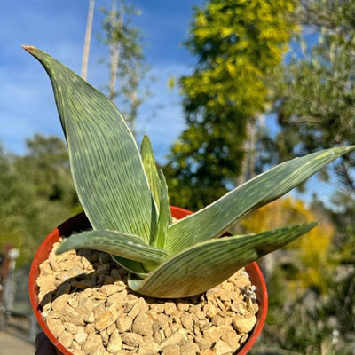 Aloe karasbergensis
