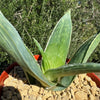 Aloe karasbergensis