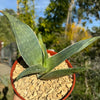 Aloe karasbergensis