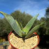 Aloe karasbergensis