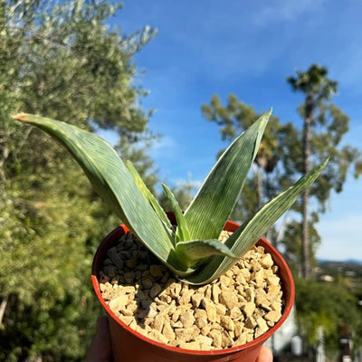 Aloe karasbergensis