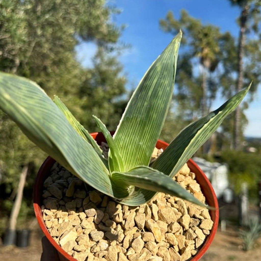 Aloe karasbergensis