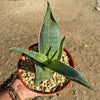 Aloe karasbergensis