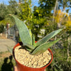 Aloe karasbergensis