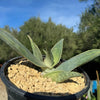 Aloe karasbergensis