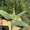 Aloe karasbergensis