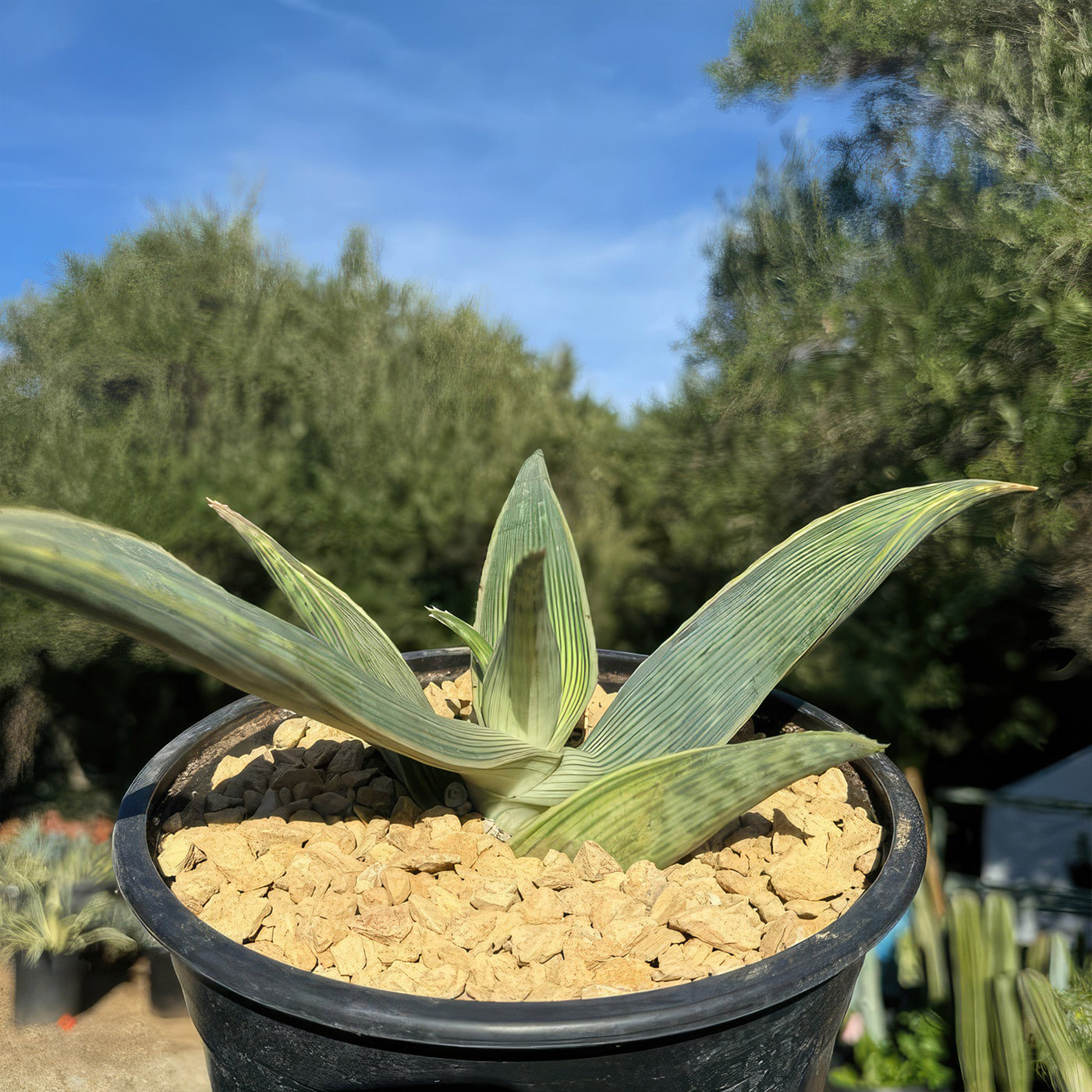 Aloe karasbergensis