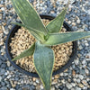 Aloe karasbergensis