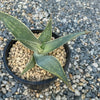 Aloe karasbergensis