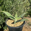 Aloe karasbergensis