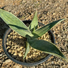 Aloe karasbergensis