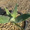 Aloe karasbergensis