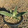 Aloe karasbergensis