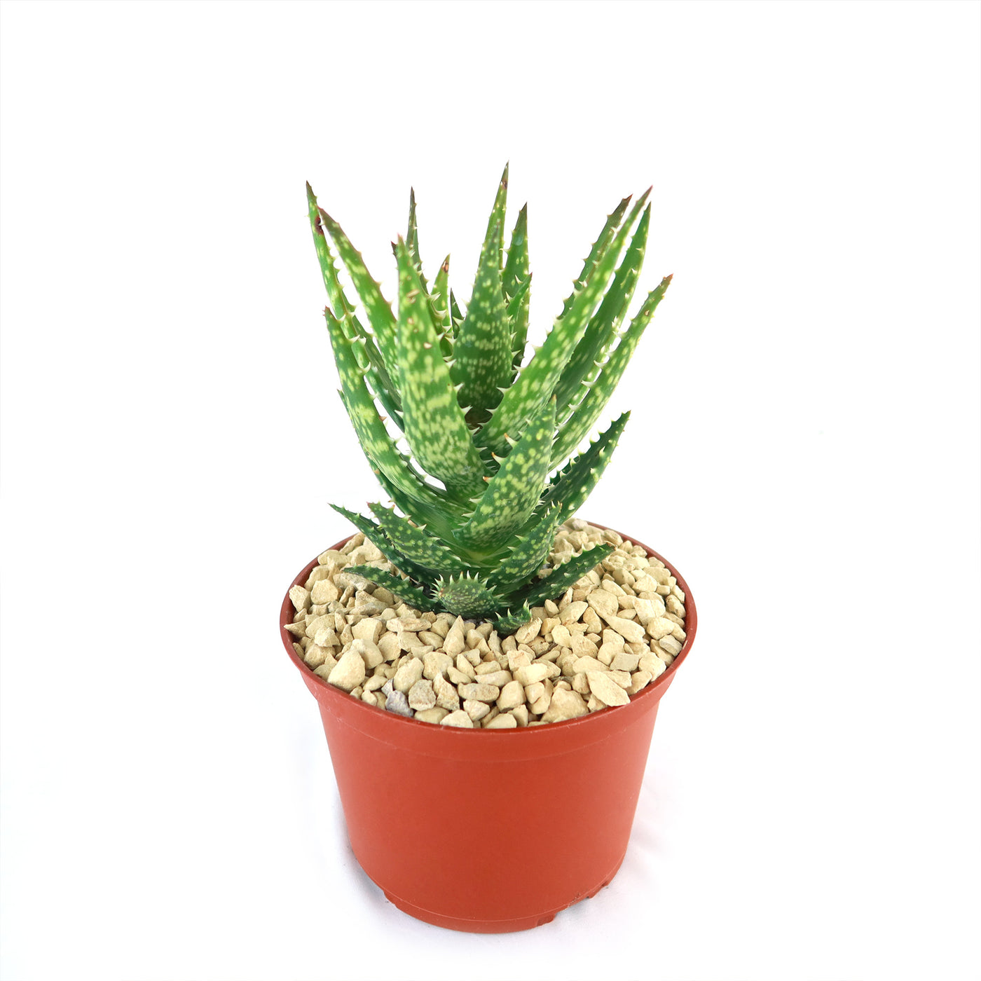 aloe vera mini plant Aloe Minnie Belle – Planet Desert
