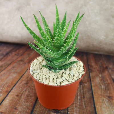 aloe vera mini plant Aloe Minnie Belle 4" Pot