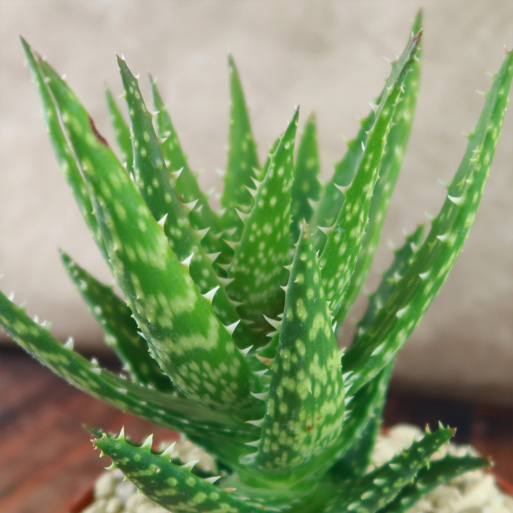 Aloe Minnie Belle