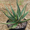 Aloe swordfish