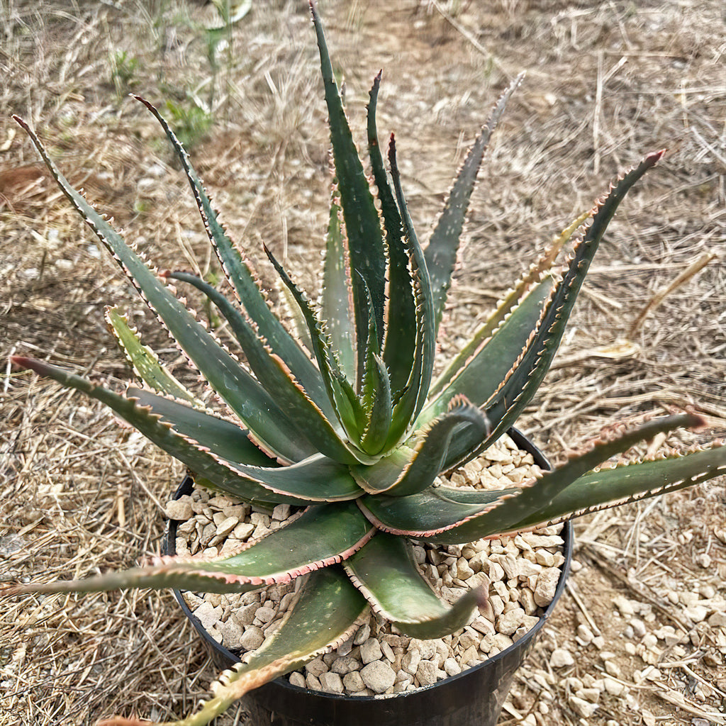 Aloe swordfish