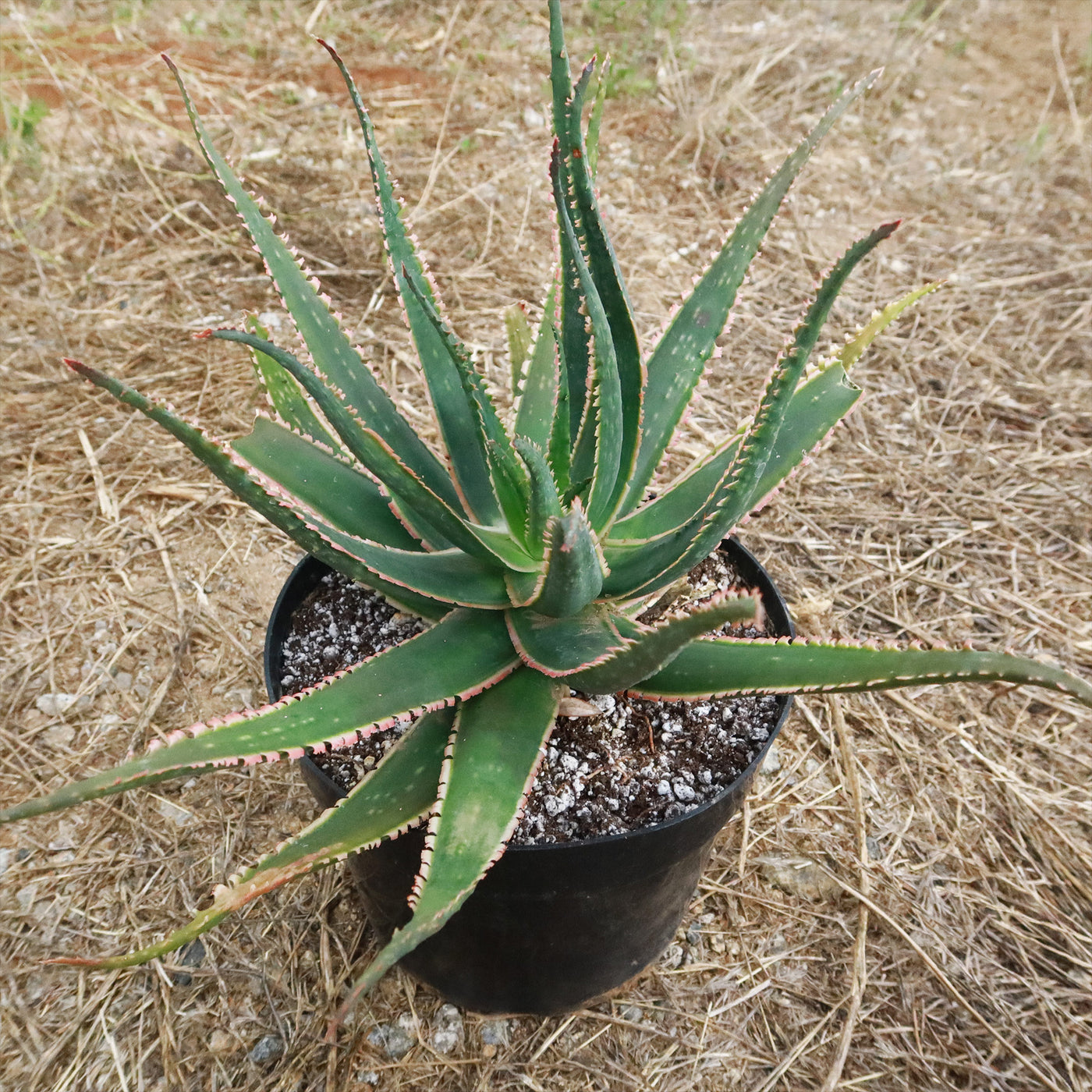 sword plant succulent Aloe swordfish 1 Gal