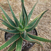 Aloe swordfish