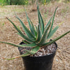 Aloe swordfish