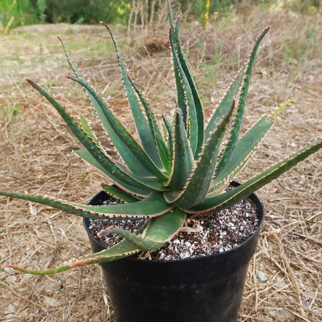 Aloe swordfish