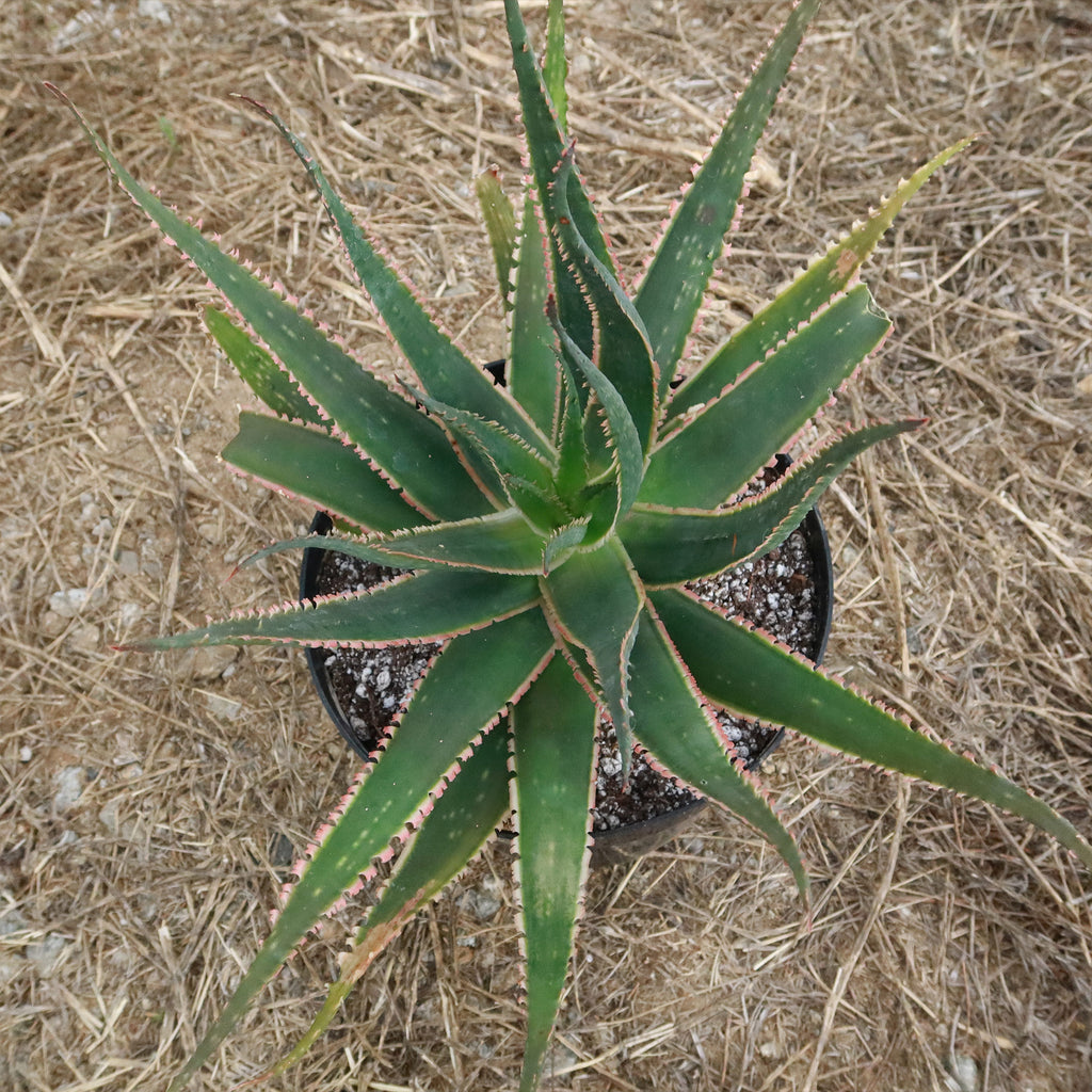 Aloe swordfish