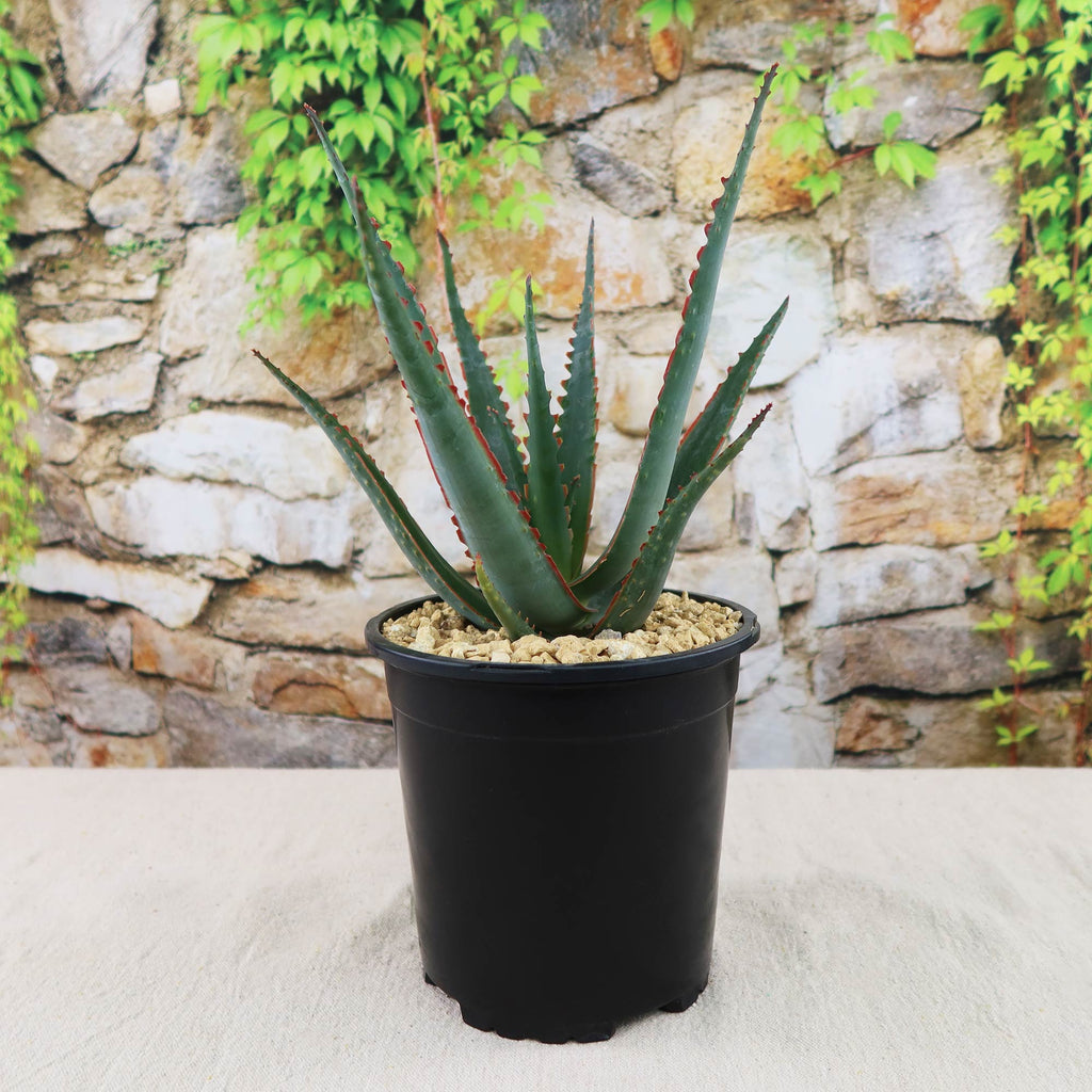 patrol_placeholder_a6ead9acc5af34cb22c78a05ed144ef7