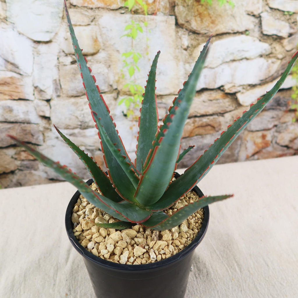 patrol_placeholder_a6ead9acc5af34cb22c78a05ed144ef7