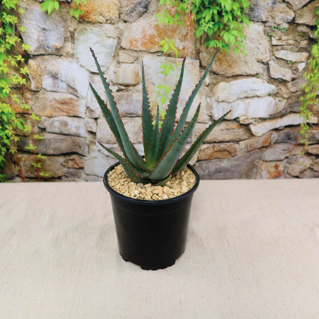 patrol_placeholder_a6ead9acc5af34cb22c78a05ed144ef7