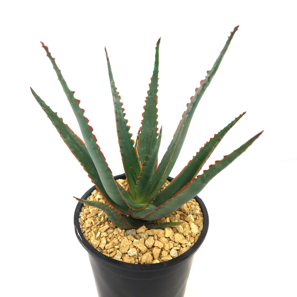 patrol_placeholder_a6ead9acc5af34cb22c78a05ed144ef7