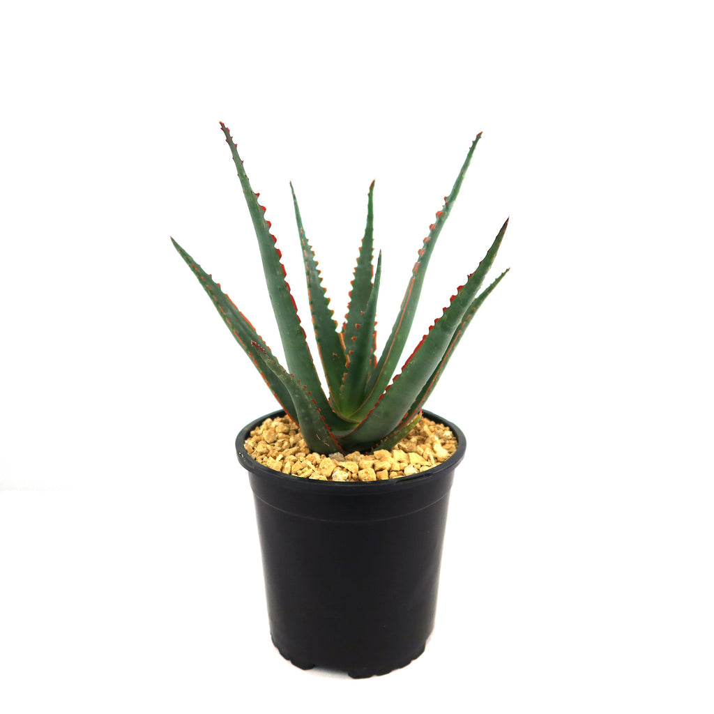 patrol_placeholder_a6ead9acc5af34cb22c78a05ed144ef7